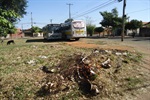 Área verde fica na avenida Lourenço Filho, no bairro Cecap