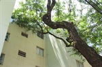 Galhos estão alcançando as janelas de apartamentos
