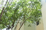 Galhos estão alcançando as janelas de apartamentos