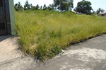 Área verde fica na rua Francisco de Campos Negreiros