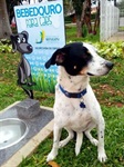Bebedouro para cães e gatos 