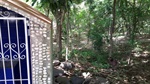 Bosque: moradores pedem limpeza geral