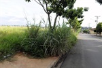 Pauliceia, Jardim Colonial e Jardim Califórnia foram percorridos por parlamentar