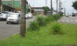 Av. Corcovado, na Vila Sônia