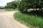 Canteiro central da avenida Franco da Rocha antes de o pedido de Moschini ter sido atendido