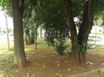 Praça do Parafuso - depois da solicitação de limpeza
