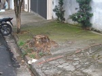 Árvore retirada pelo Sedema