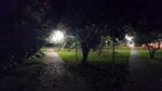 Antes da poda de árvores