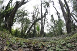 Área verde no Santa Rosa 