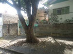 Prefeitura realizou corte de árvore