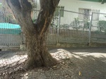 Prefeitura realizou corte de árvore