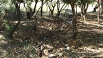 Área verde do Jd. Maria Claudia