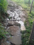 Limpeza no Santa Rosa - Ipês