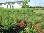 Plantio de árvores no Mário Dedini