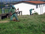 Plantio de árvores no Mário Dedini