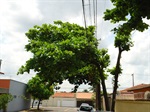 Árvores na rua das Ocaras