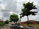 Árvores na rua das Ocaras