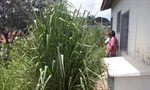 Mato alto no PSF do Algodoal preocupa moradores