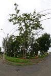 Longatto defende recuperação de áreas verdes em Santa Teresinha