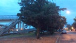 Moradores de Santa Teresinha reivindicam iluminação em área verde