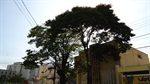 Poda de árvores na Travessa Etamir Jose Ferrari, localizadas no cruzamento com a rua Virgínia Zaia (depois)