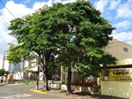 Poda de árvores na Travessa Etamir Jose Ferrari, localizadas no cruzamento com a rua Virgínia Zaia (antes)