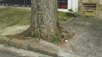 Árvore causa transtorno na rua Jacarezinho, Taquaral
