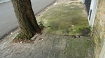 Raízes abalaram o calçamento