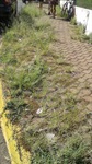 Ary quer corte de mato da área interna e calçadas do CRAB