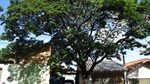 Poda de árvore localizada em frente ao número 180 da rua Pistoia