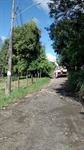 Queda de eucalipto atinge postes no bairro Nova Suíça