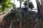 Área verde precisa de melhorias, segundo moradores 