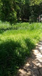 Situação de abandono em área verde no Jardim Alvorada I