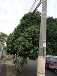 Erler indica podas de árvores na rua Bela Vista, Vila Independência