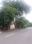 Poda das árvores e limpeza do mato alto podem evitar os acidentes