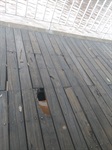Ary Pedroso quer ação do Executivo no deck da rua do Porto