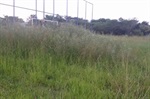 Campo estava encoberto pelo mato