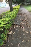 Moschini pede melhorias para a Praça Coronel Antonio Bruno no bairro Nova Piracicaba