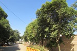 Rua Anna Henrique Blaauw, no Campestre