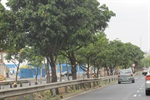 Sedema efetuou poda de árvores na avenida 31 de Março a pedido de Gilmar Rotta