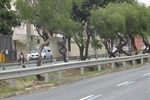 Sedema efetuou poda de árvores na avenida 31 de Março a pedido de Gilmar Rotta