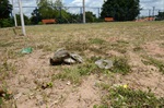 Dirceu verifica necessidade de manutenção em espaço de lazer do Jardim Boa Esperança