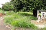 Foto mostra como estava a área verde antes de o pedido de Coronel Adriana ser atendido