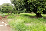 Foto mostra como estava a área verde antes de o pedido de Coronel Adriana ser atendido