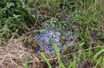 Acúmulo de água em terreno no Pau Queimado gera insegurança em proprietária