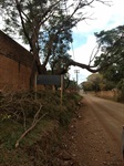 Galhos de árvores próximos a fios de alta tensão 