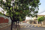 Foto mostra como estavam as árvores antes de o pedido por poda ser atendido pela Sedema
