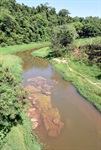 Longatto repete jornada ambiental com alunos na defesa do Corumbataí