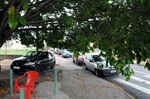 Longatto pedirá a poda da árvore localizada na esquina
