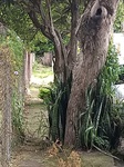De acordo com moradora o mato está muito alto no entorno da creche, além do acúmulo de lixo e sujeira em lixeiras espalhadas nas proximidades da unidade